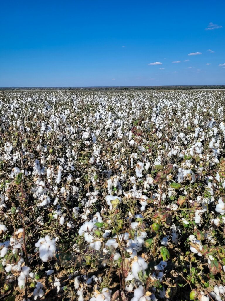 Cotton Plant